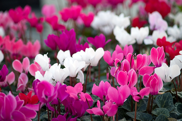 Read more about the article What Are The Best Winter Flowers To Plant In West Tennessee?