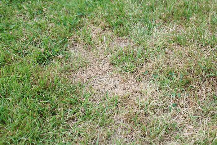 Garden lawn with unhealthy brown dead patches