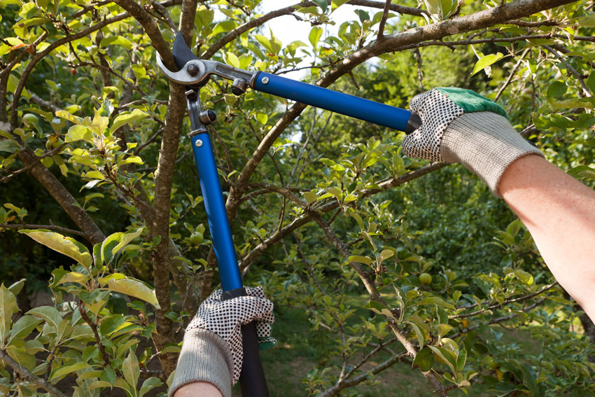 Person pruning tree limbs