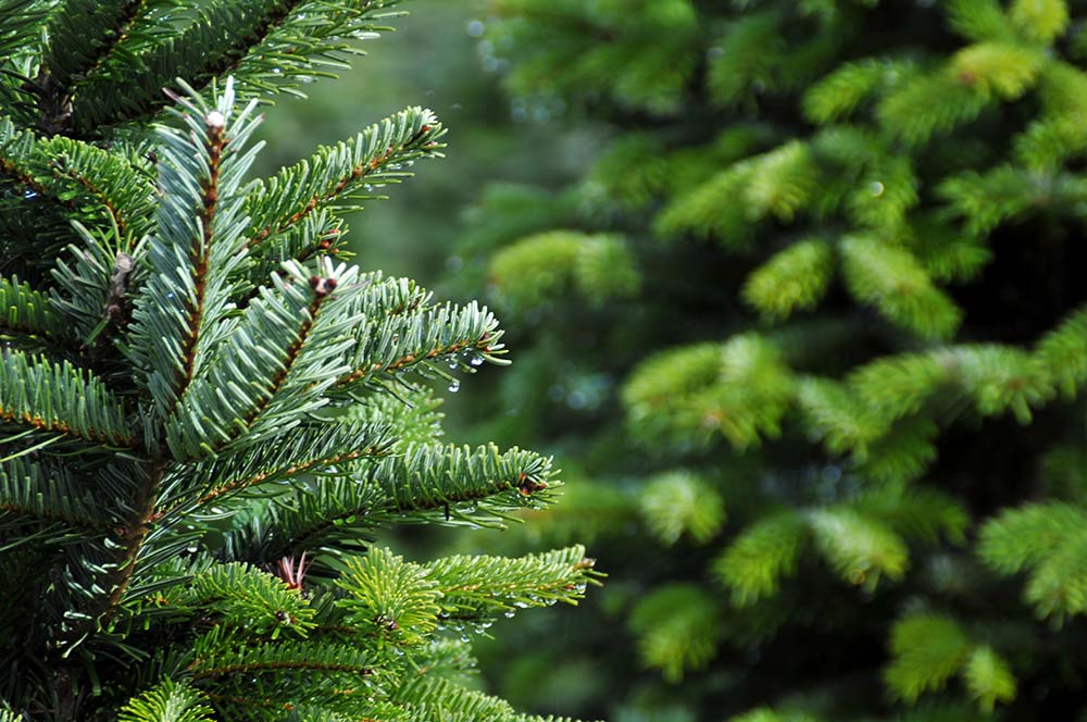 Read more about the article How To Pick A Native Evergreen