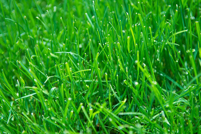 Read more about the article The Importance of Lawn Aeration