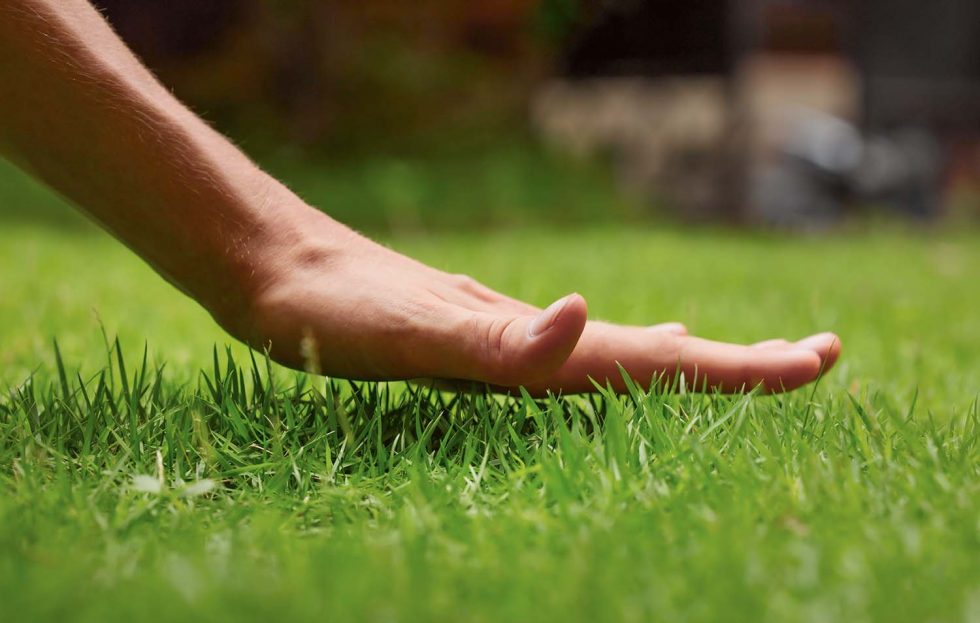 Read more about the article 3 Tips For a Great West Tennessee Lawn