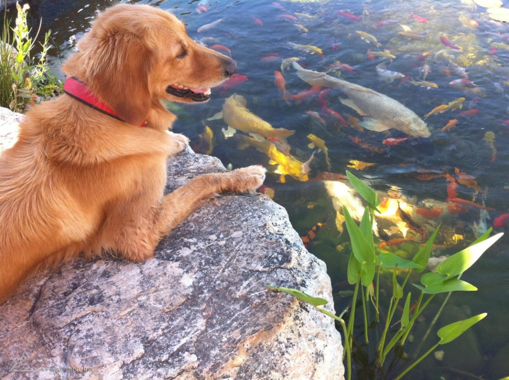 A dog looking at a pond filled with fishes